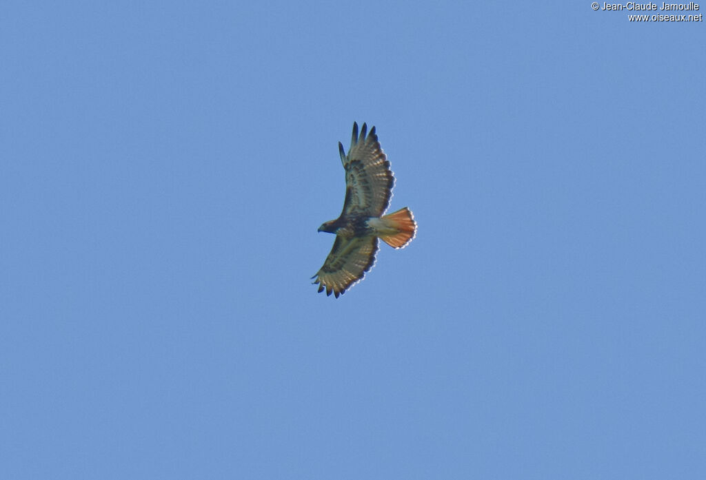 Red-tailed Hawkadult