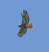 Red-tailed Hawk