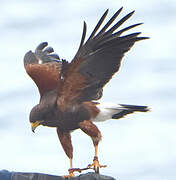 Harris's Hawk