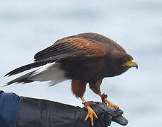 Harris's Hawk