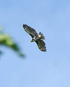 Madagascar Buzzard