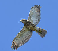 Ridgway's Hawk