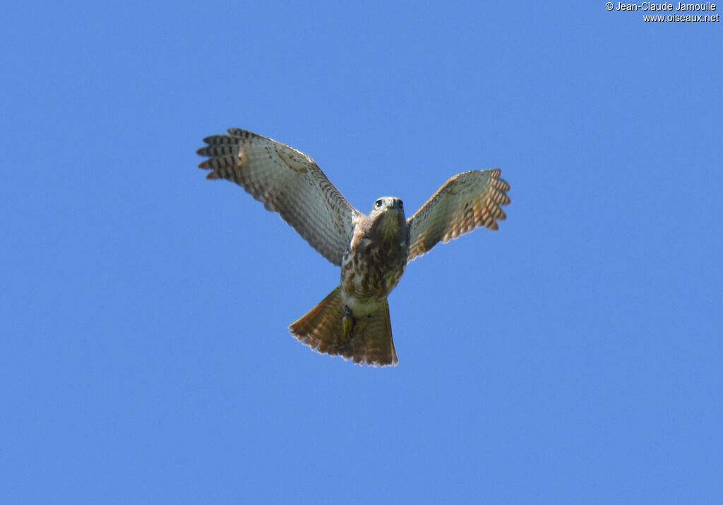 Ridgway's Hawk