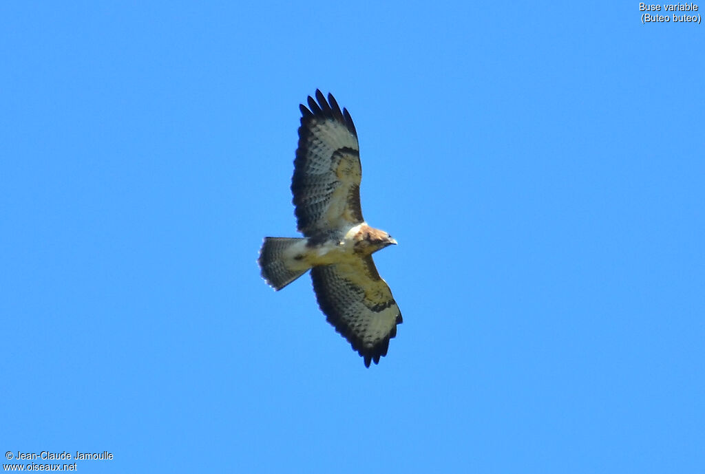 Common Buzzardjuvenile, Flight