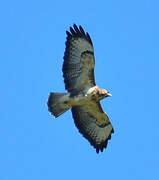 Common Buzzard