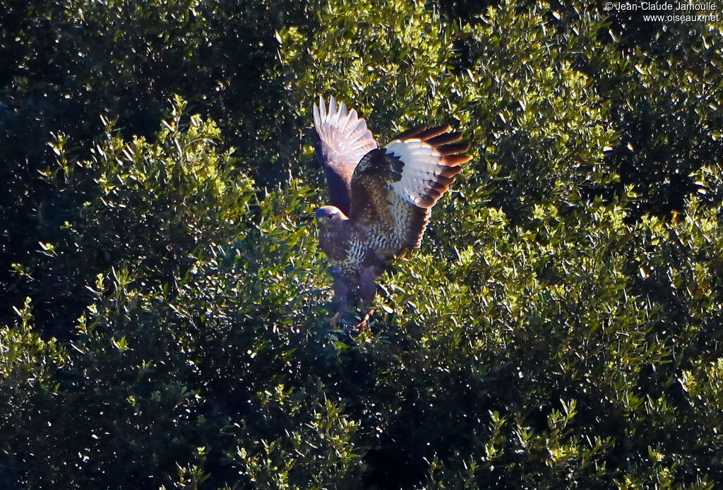 Buse variable