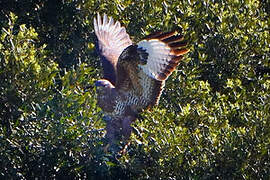 Common Buzzard