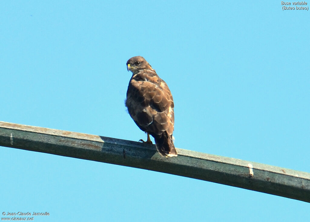 Common Buzzard, Behaviour