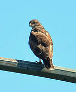 Common Buzzard