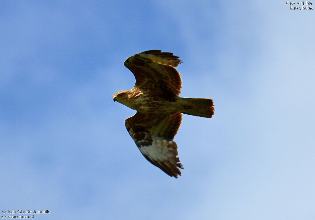 Common Buzzard