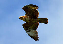 Common Buzzard