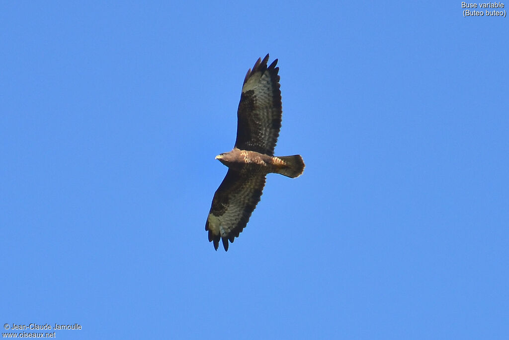 Common Buzzard, Flight