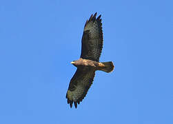 Common Buzzard