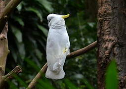 Yellow-crested Cockatoo