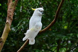 Yellow-crested Cockatoo