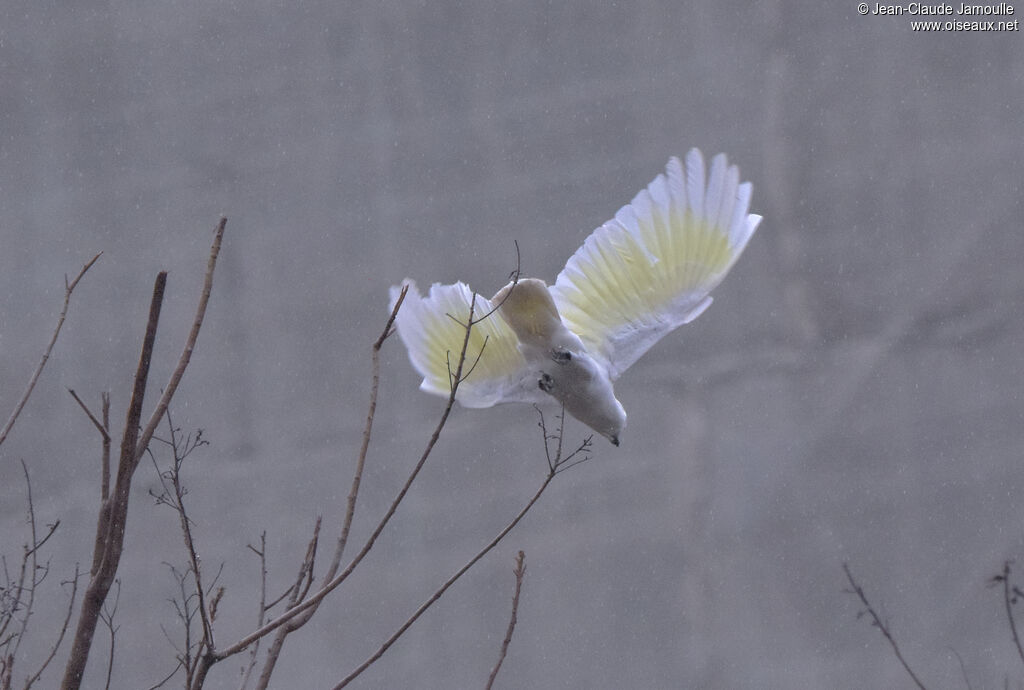 Yellow-crested Cockatoo