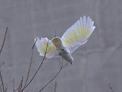 Yellow-crested Cockatoo