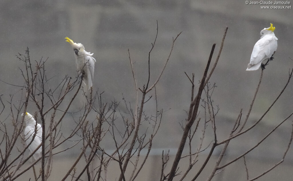 Yellow-crested Cockatoo