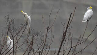 Yellow-crested Cockatoo