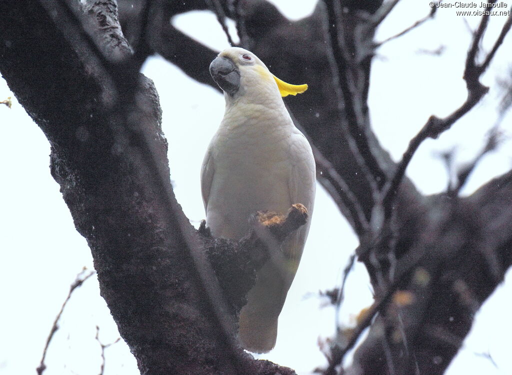 Yellow-crested Cockatoo