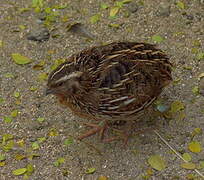 Common Quail