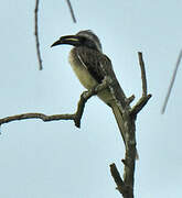 African Grey Hornbill