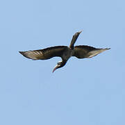 African Grey Hornbill