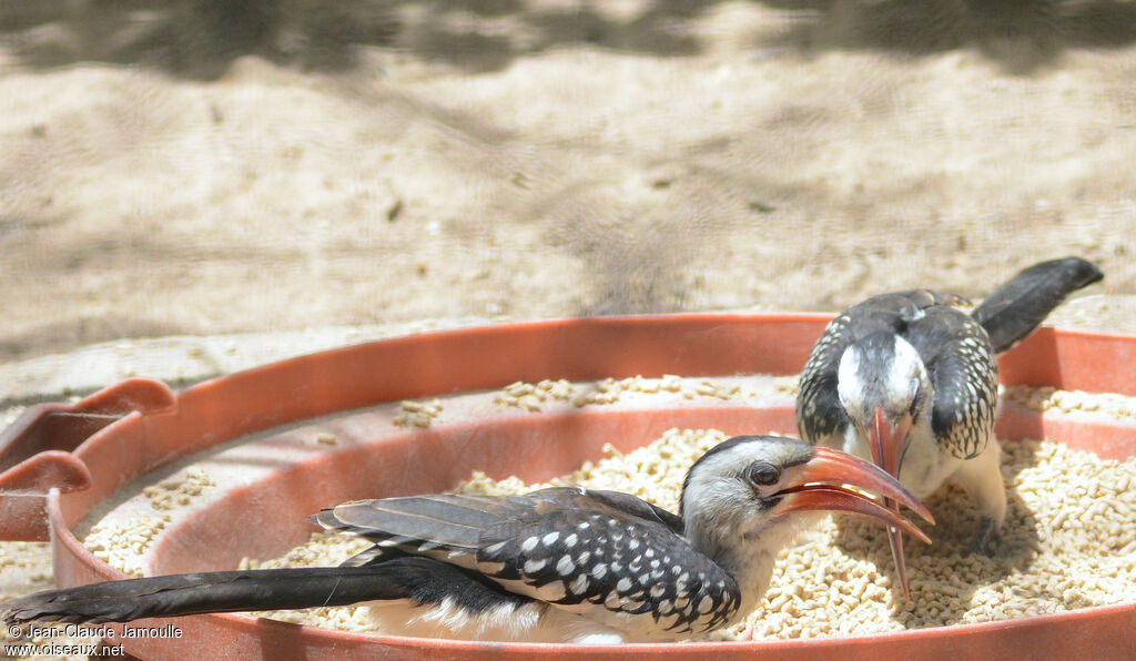 Northern Red-billed Hornbill