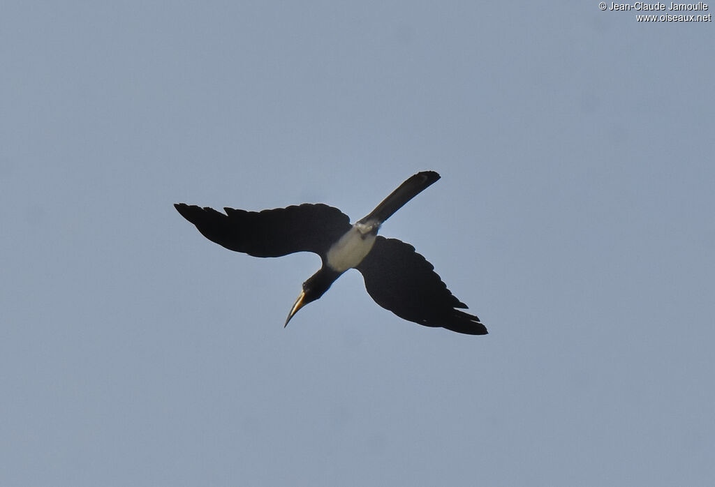 West African Pied Hornbill