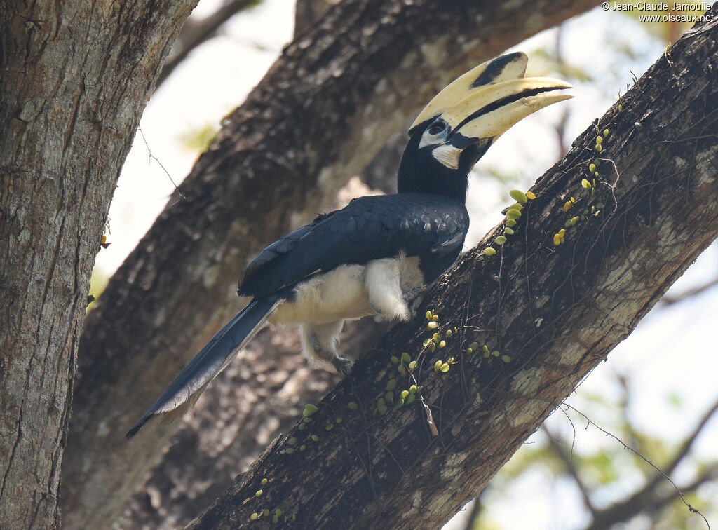 Oriental Pied Hornbilladult, identification, aspect