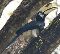 Oriental Pied Hornbill