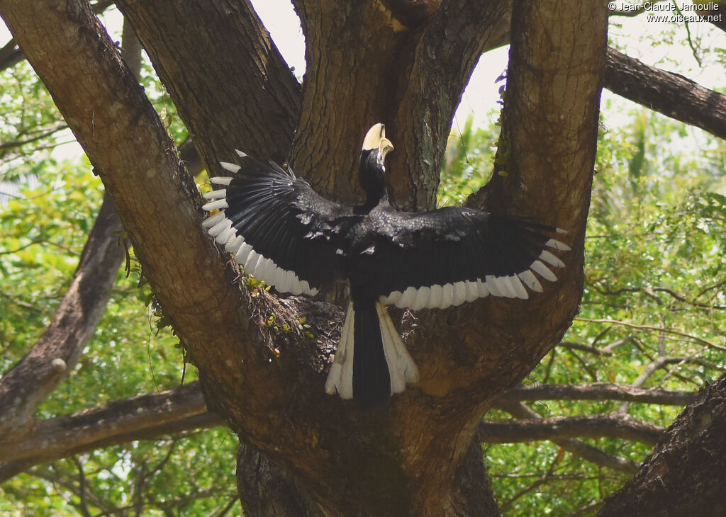 Oriental Pied Hornbilladult, identification, aspect, Flight