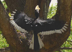 Oriental Pied Hornbill