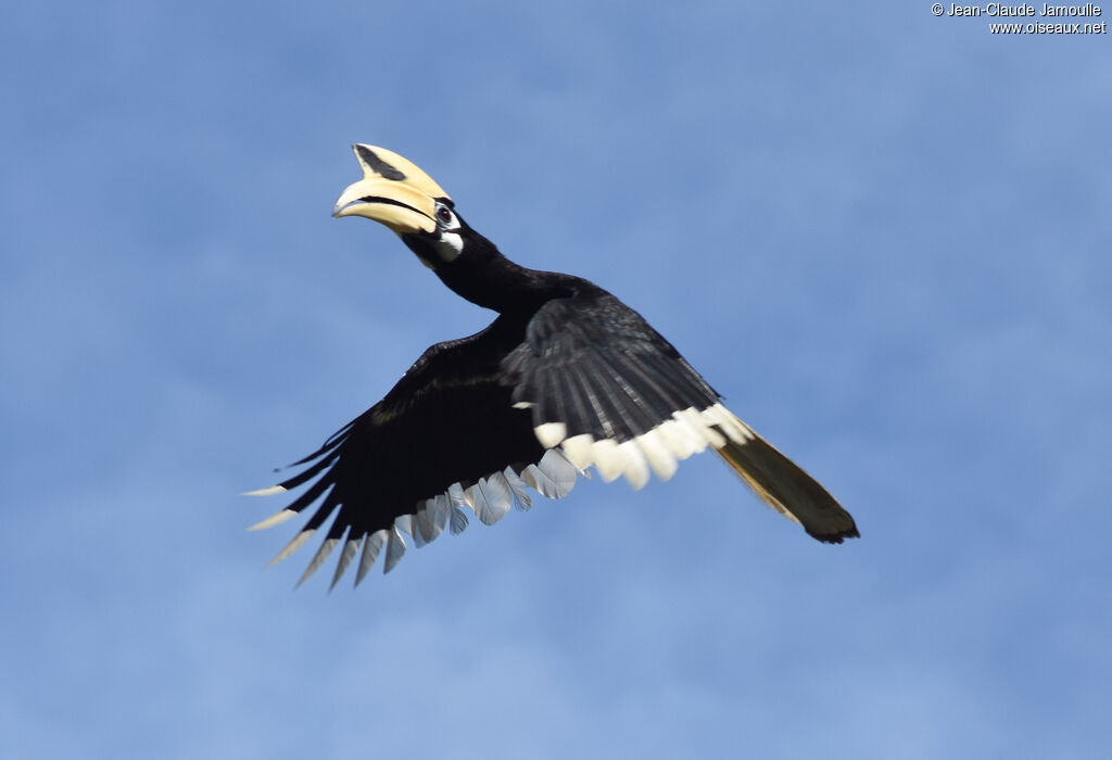 Oriental Pied Hornbill