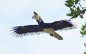 Oriental Pied Hornbill