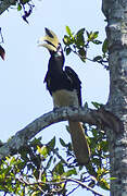 Oriental Pied Hornbill