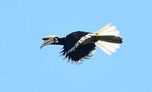 Oriental Pied Hornbill