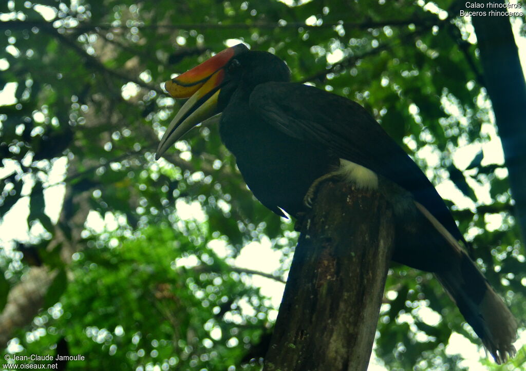 Rhinoceros Hornbill male adult