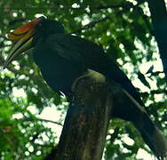 Rhinoceros Hornbill