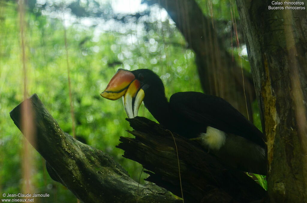 Rhinoceros Hornbill male adult, Behaviour