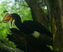 Rhinoceros Hornbill