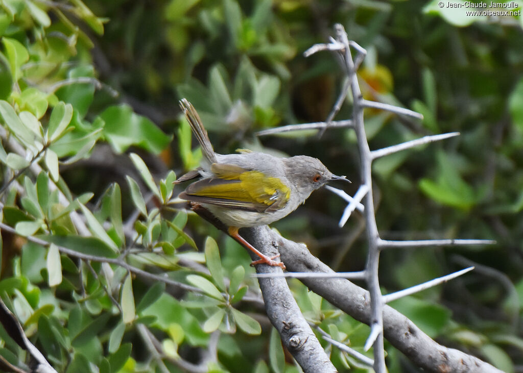 Grey-backed Camaroptera