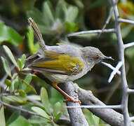 Grey-backed Camaroptera