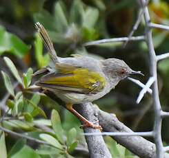 Camaroptère à dos gris