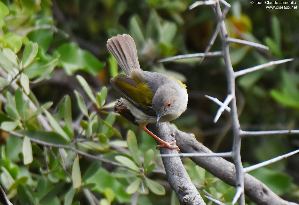 Camaroptère à dos gris