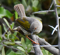 Grey-backed Camaroptera