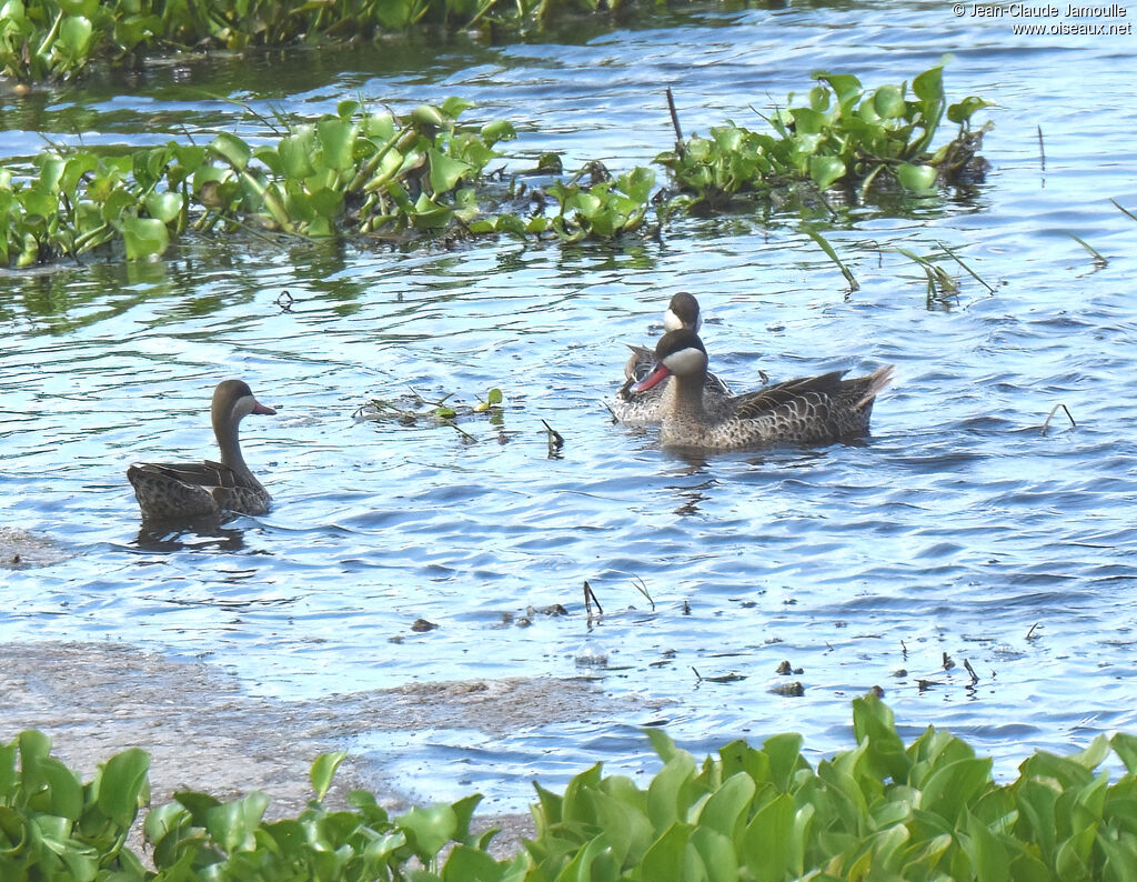 Red-billed Teal