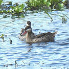 Canard à bec rouge