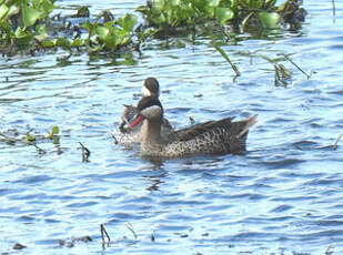 Canard à bec rouge