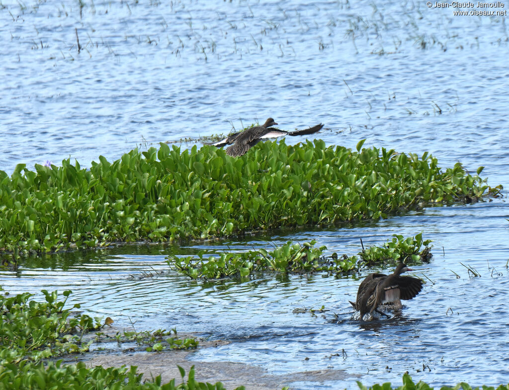 Red-billed Teal